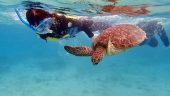 Snorkeling with sea turtles and seeing lots of Freeport.