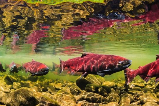 30 Minute Tour of Totem Park | NATIONAL PARK