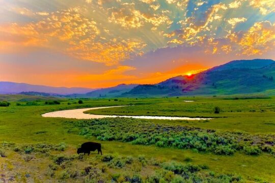 Private Sunrise Wildlife Adventure Into Yellowstone Lamar Valley
