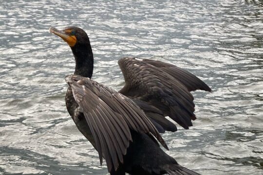 Private Crystal River Wildlife Boat Tour