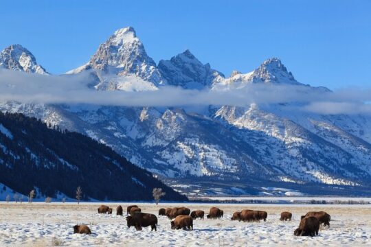 Yellowstone Snowshoe Adventure - Private Tour from Jackson Hole