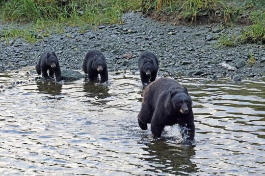 Private Alaska Native Excursion (Cultural, Scenic Experience)