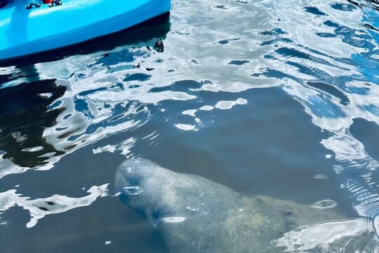 Dolphin and Manatee Adventure Tour of Cocoa Beach