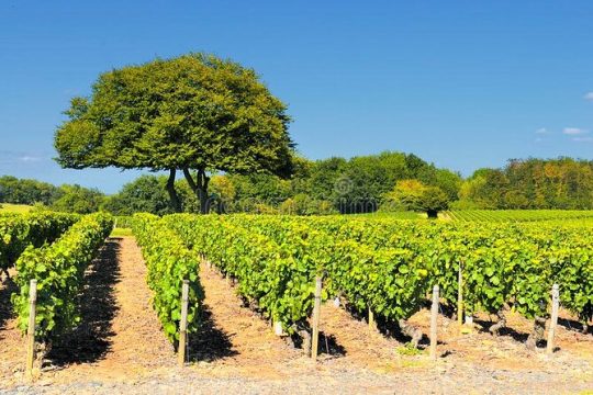 Beaujolais half day
