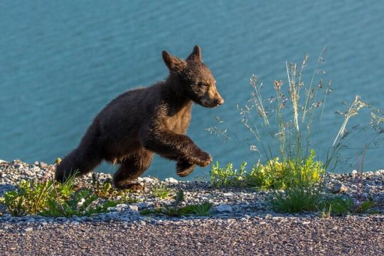 Morning Jasper National Park Wildlife Tour