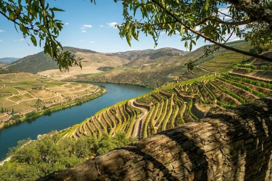 Private Douro Valley Tour - Boutique Winerie & River Cruise