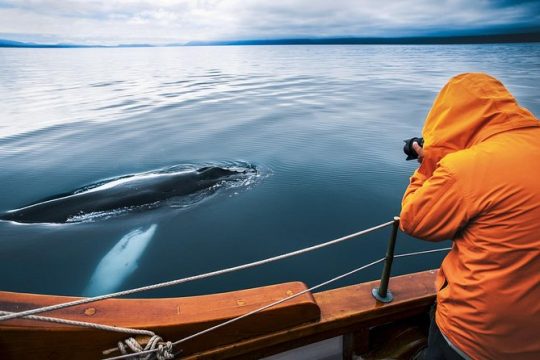 Original Carbon Neutral Whale Watching Tour from Húsavík