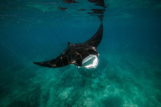 Ningaloo Reef Snorkel and Wildlife Adventure