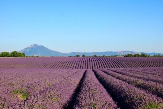 Lavender Fields Tour in Valensole from Marseille