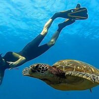 Shark Diving