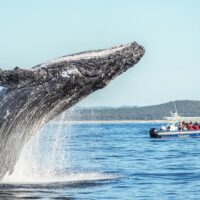 Cruises, Sailing & Water Tours