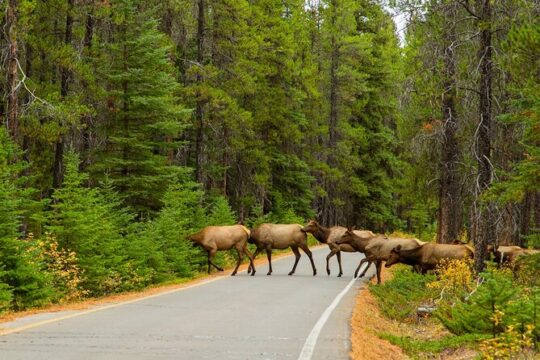 Banff Highlights & Wildlife | Small Group Adventure