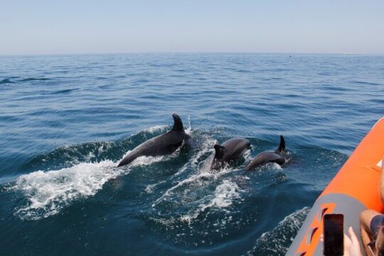 Dolphin and Whale Watching in Lagos