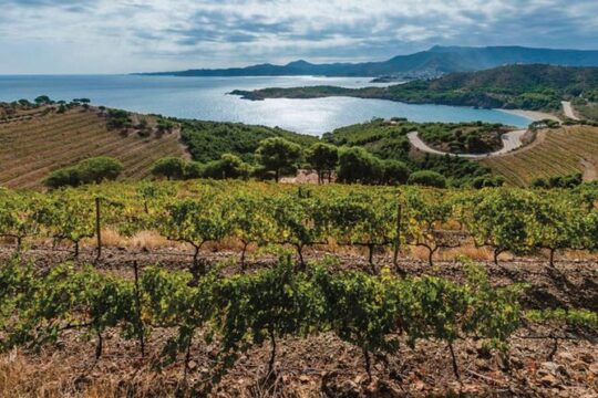 Wines Tasting and Typical Breakfast Small Group Tour from Girona