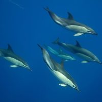 Swim with Dolphins