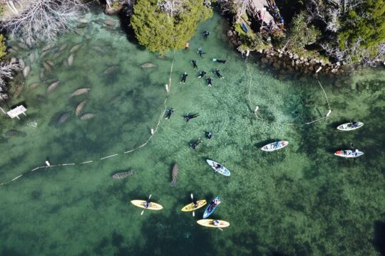 Kings Bay Manatee Watching Cruise
