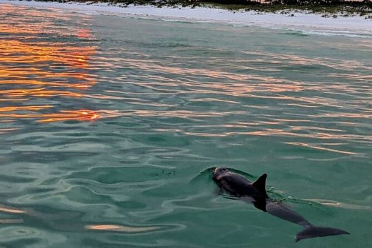 Guided Sunset Cruise Up to 22 Passengers in Florida