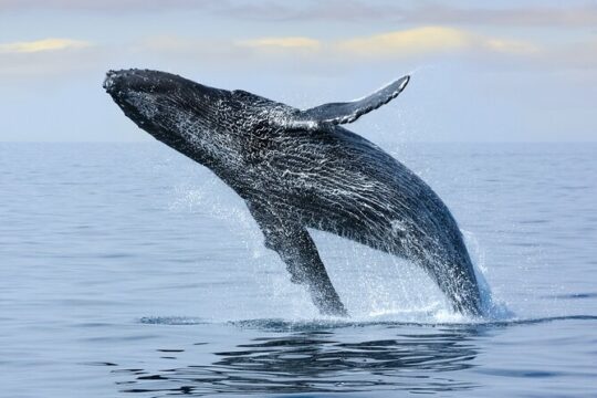2 Hour Waikiki Whale Watching in Honolulu