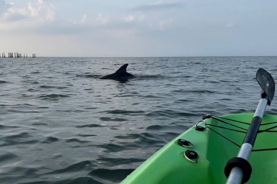 Kayak Dolphin Experience in Virginia Beach