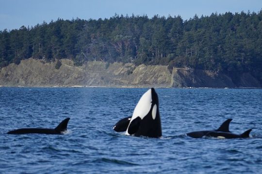 Orcas Island: Orca Only Tour