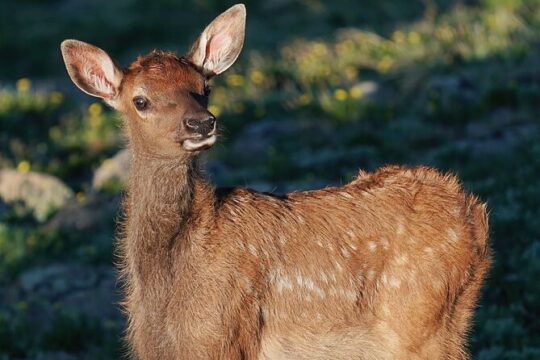 Elk Watching Photo Tour in the Rocky Mountain National Park