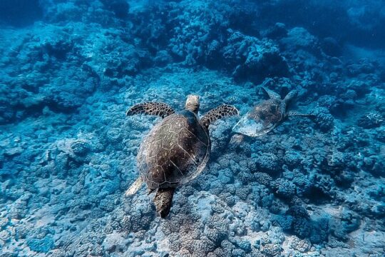 Waikiki Turtle Snorkeling Tour