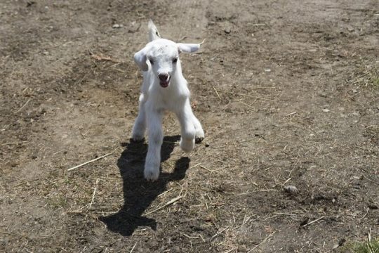 1.5 Hour Immersive Farm Experience in Adirondacks
