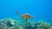  Best Molokini adventure!  