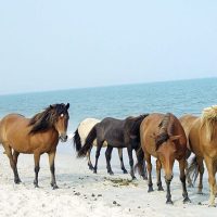 Shore Excursions