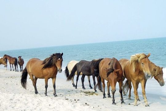 Private Party Assateague Island Cruise in Ocean City