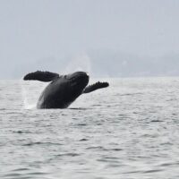 Cruises, Sailing & Water Tours