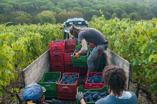 PRIVATE Half-Day Tour: Chianti Classico Wine Experience.