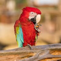 Zoo Tickets & Passes