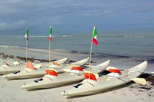 Mangroves Paddling tour
