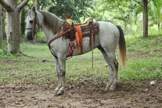 Combo - Jungle Single ATV Tour + Jungle Horse Tour