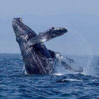 Full-day Tours