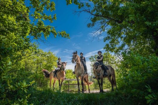 Day Trip to Fontainebleau : Horse Riding, Gastronomy and Castle