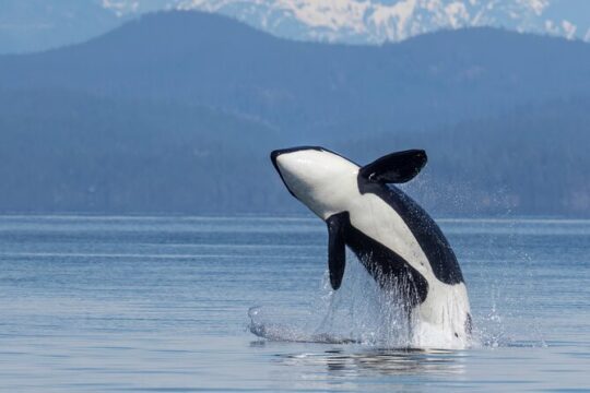 Campbell River, BC: 4 Hour Wildlife Tour Featuring Whale Watching
