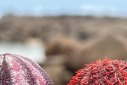 Two Oceans Private Tour