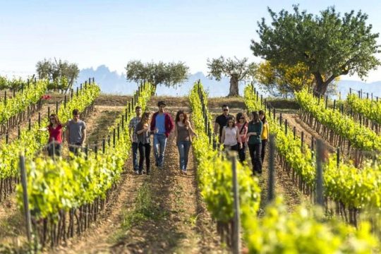 Barcelona Port Shore Excursion: Countryside Wine&Cava Tastings and Lunch