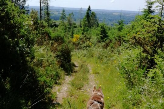 Cani Rando, fun and original hiking, pulled by huskies