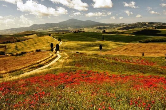 Montalcino and Pienza Tuscany Wine&Cheese ShoreExcursion from Civitavecchia Port