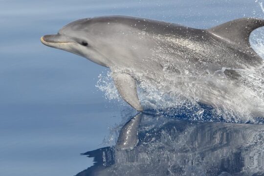 Summer Tour: Dolphin Watching and Guided Snorkeling