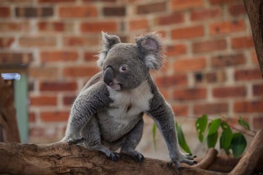 Blue Mountains Deluxe Small-Group Eco Wildlife Tour from Sydney