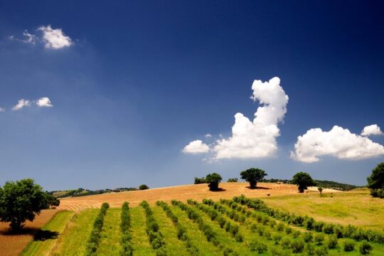 The Maremma