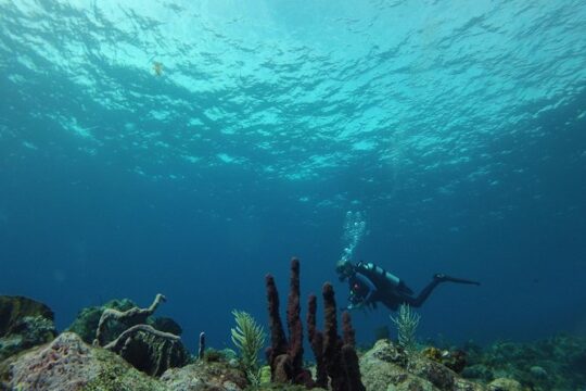 Guided Shore Diving Tour