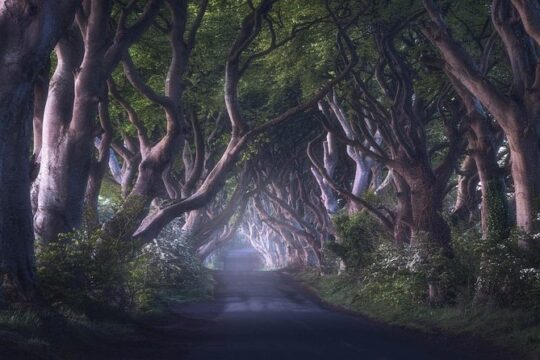 Giants Causeway & Game of Thrones Tour from Belfast