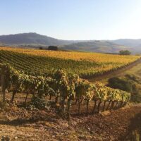 Bus & Minivan Tours
