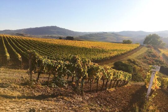 Montalcino wine tour
