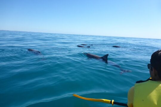 Private Double Island Wildlife Tour - Noosa